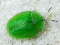 Cassida (Odontionycha) viridis