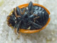 Hippodamia variegata