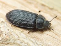 Grynocharis oblonga