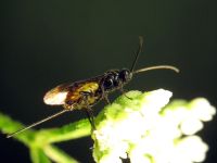Braconidae
