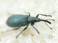 Stenopterapion (Stenopterapion) meliloti