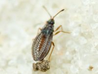 Campylosteira verna