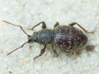 Curculionidae