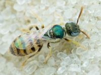 Ceylalictus variegatus