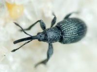 Apioninae