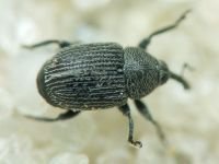 Curculionidae