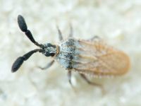 Copium teucrii