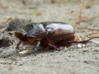 Oryctes nasicornis
