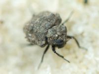Georissus crenulatus