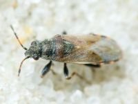 Lygaeidae