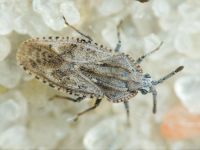 Tingis (Tingis) grisea