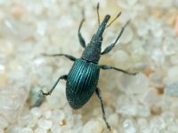 Apioninae
