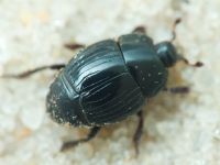 Margarinotus carbonarius