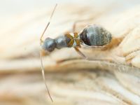 Systellonotus triguttatus