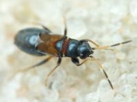 Ischnocoris hemipterus