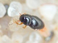 Ptiliidae
