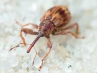 Anthonomus (Furcipus) rectirostris