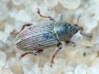 Tychius