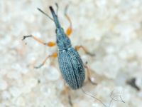 Apionidae