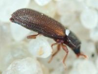 Synchita humeralis
