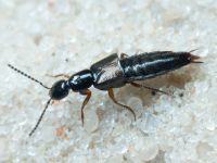 Bisnius fimetarius