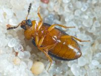 Tetratoma (Tetratoma) fungorum