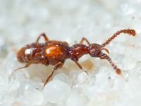 Batrisus formicarius