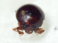Abraeus