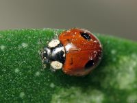 Adalia bipunctata