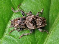 Pogonocherus hispidus
