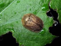 Hypocassida
