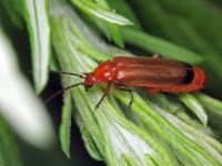 Rhagonycha fulva