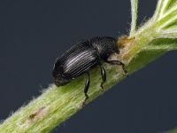 Baris artemisiae