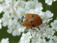 Hippodamia variegata