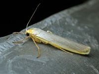 Eilema complana