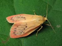 Miltochrista miniata