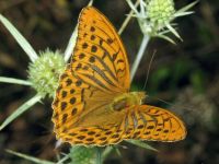 Argynnis paphia