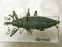 Lixus (Eulixus) iridis
