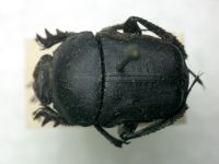 Gymnopleurus mopsus