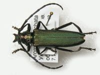 Aromia moschata