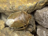 Chlorochroa pinicola