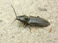 Dicronychus equiseti