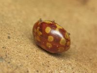 Myrrha octodecimguttata