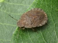 Sciocoris homalonotus