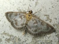 Eurrhypara hortulata