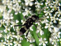 Chlorophorus figuratus