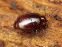 Acritus minutus