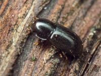 Orthocis perrisi