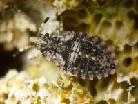 Aradus betulae
