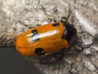 Clytra quadripunctata